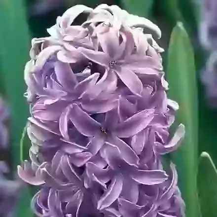 Splendid Cornelia